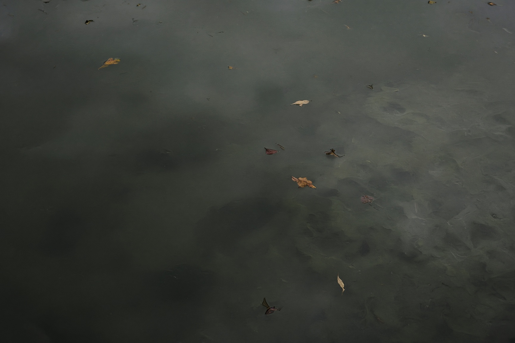 A still pond with faint submerged forms beneath floating leaves.